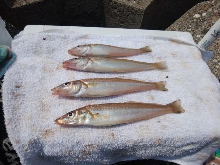 東二見水道のキス情報