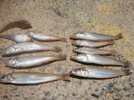 久しぶりに志筑周辺へキス釣査