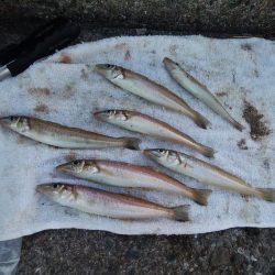 播磨新島のキス情報