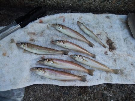 播磨新島のキス情報