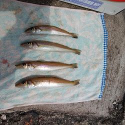 播磨新島のキス情報