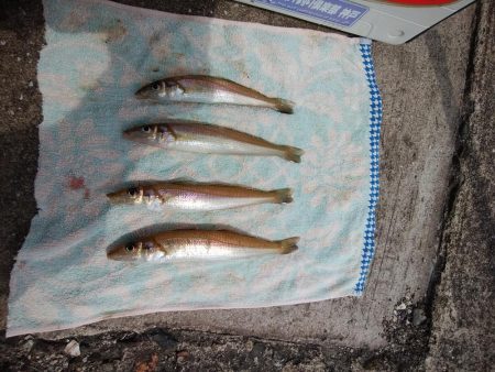 播磨新島のキス情報