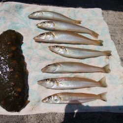 播磨新島のキス情報