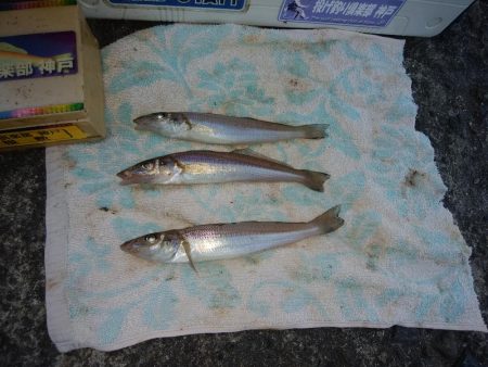 播磨新島のキス情報