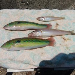 東二見西水道へキス釣査