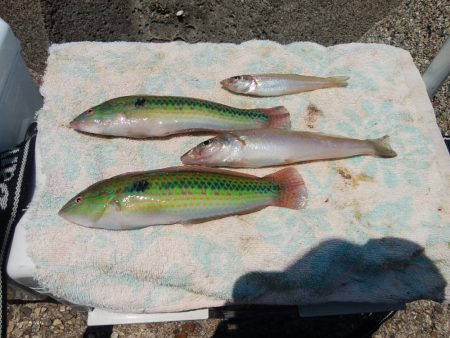 東二見西水道へキス釣査