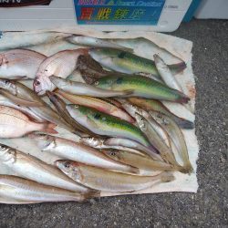 境水道で良型キス狙い