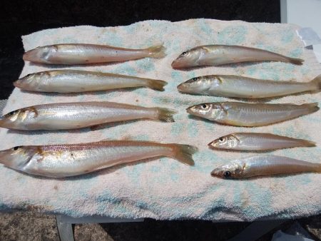 播磨新島のキス情報