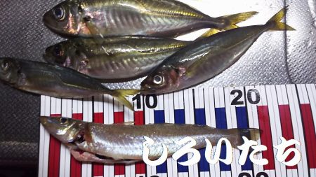 今度は、香住にアジ狙い。