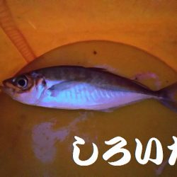 姫路のアジとガシラ