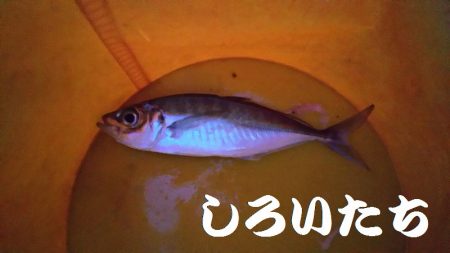 姫路のアジとガシラ