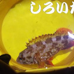 本日も出動、アジとガシラ狙い。