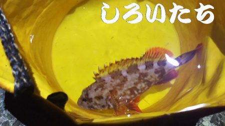 本日も出動、アジとガシラ狙い。