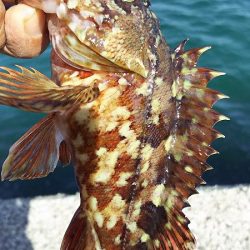 ベラとの戦い。