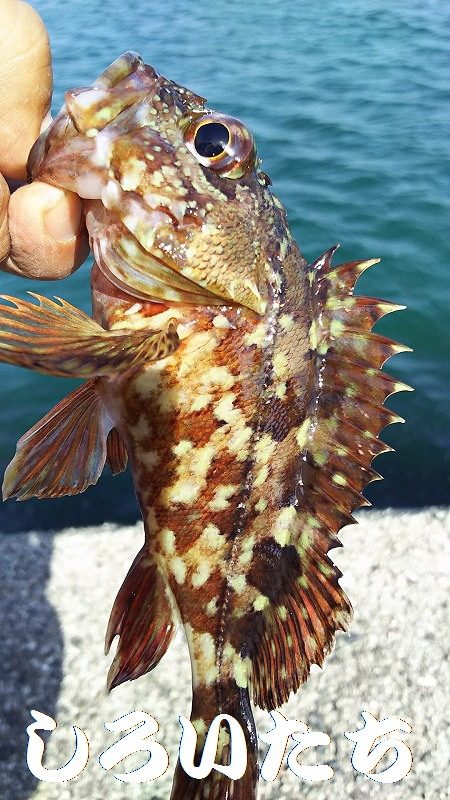 ベラとの戦い。