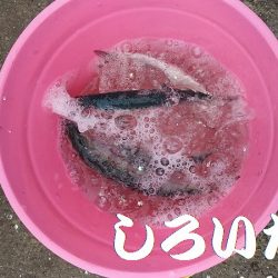 マイワシいた！