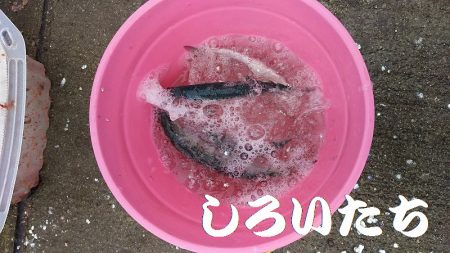 マイワシいた！