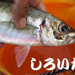 深夜の釣りと真剣アジングなど。