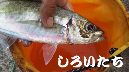 深夜の釣りと真剣アジングなど。