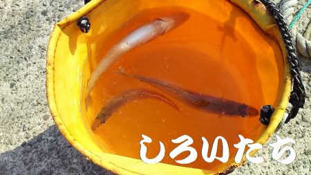 今日は、アジを昨日の倍は釣る。