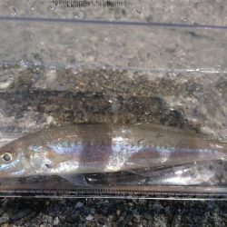 キスを求めて黄昏サーフ旅