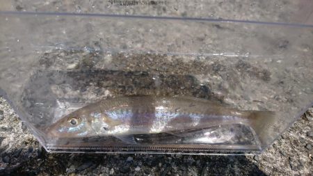 キスを求めて黄昏サーフ旅