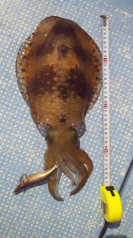 今シーズン初アオリ