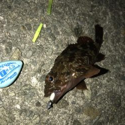 連休大潮初日なので