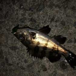 メバルシーバス