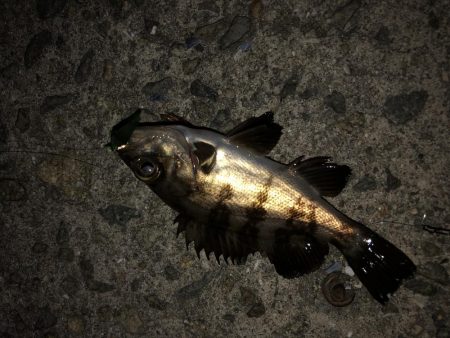 メバルシーバス