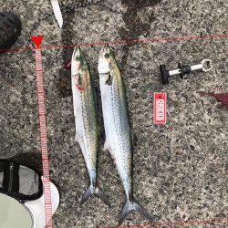 武庫川一文字 サゴシ・大サバ