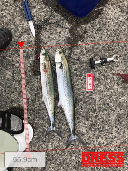 武庫川一文字 サゴシ・大サバ