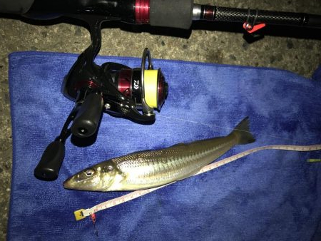 まさかのキス２２㎝