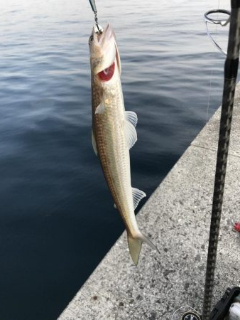 久しぶりの〇〇