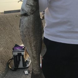 サゴシ狙いが…。