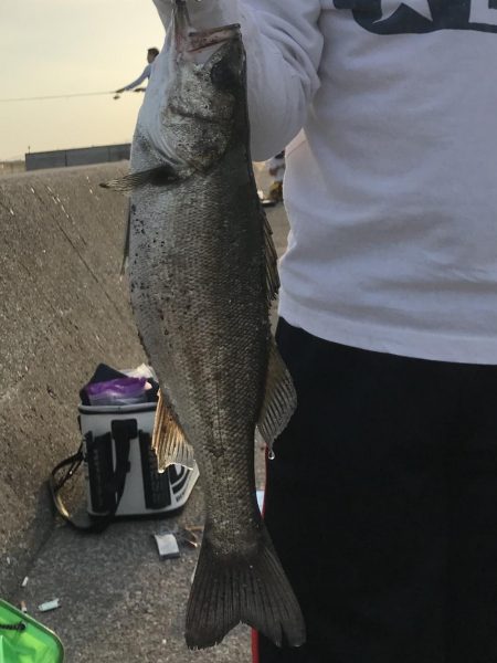 サゴシ狙いが…。