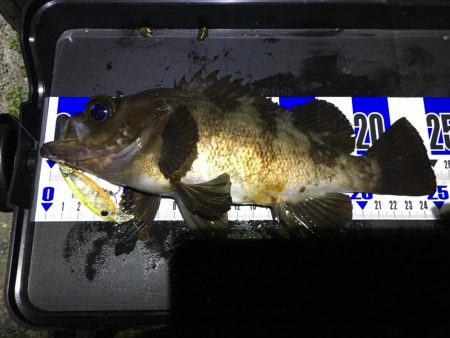 ガンシップ45Fでナイサイメバル