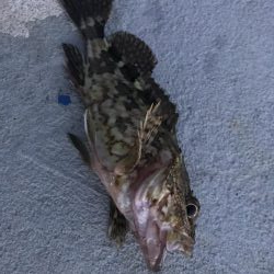 今日もガッシー(^^)