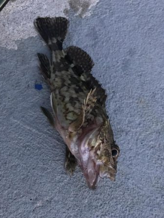 今日もガッシー(^^)