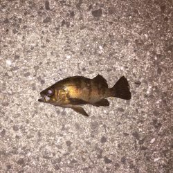 ボウズのがれに‼︎