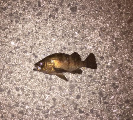 ボウズのがれに‼︎