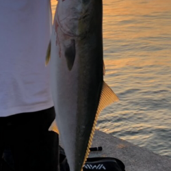 岩屋一文字で初ブリ