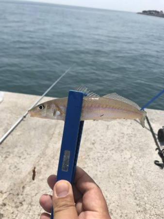 カレイはどこ？