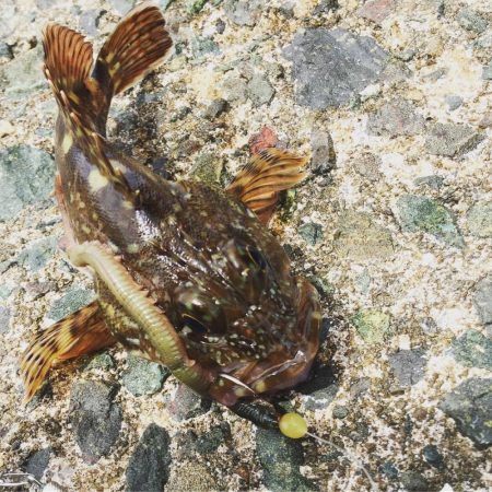 ファミリーフィッシングでカサゴ