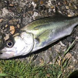 五目ライトゲーム