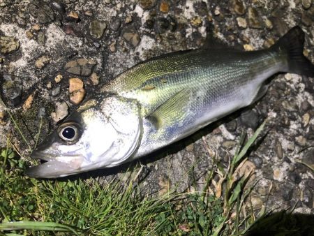 五目ライトゲーム