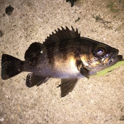 癒しのチビメバル