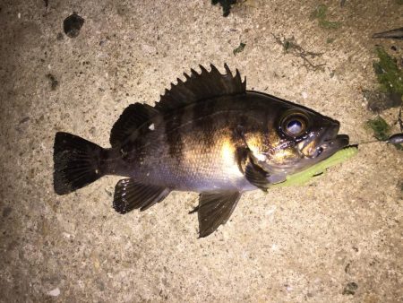 癒しのチビメバル