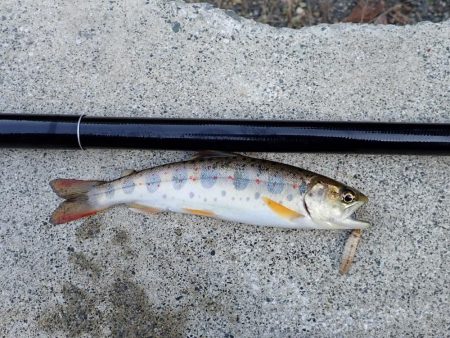 揖保川（引原川支流）