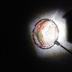 なんとかシーバス